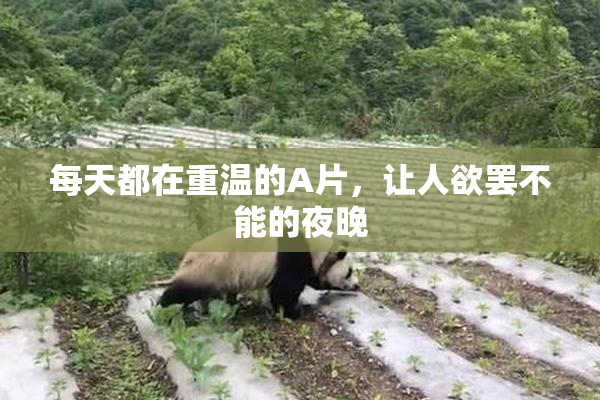每天都在重温的A片，让人欲罢不能的夜晚