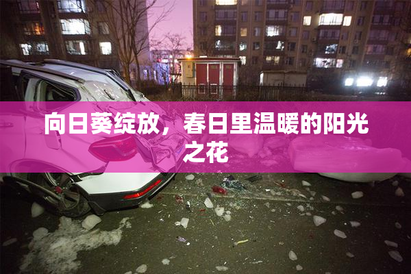向日葵绽放，春日里温暖的阳光之花