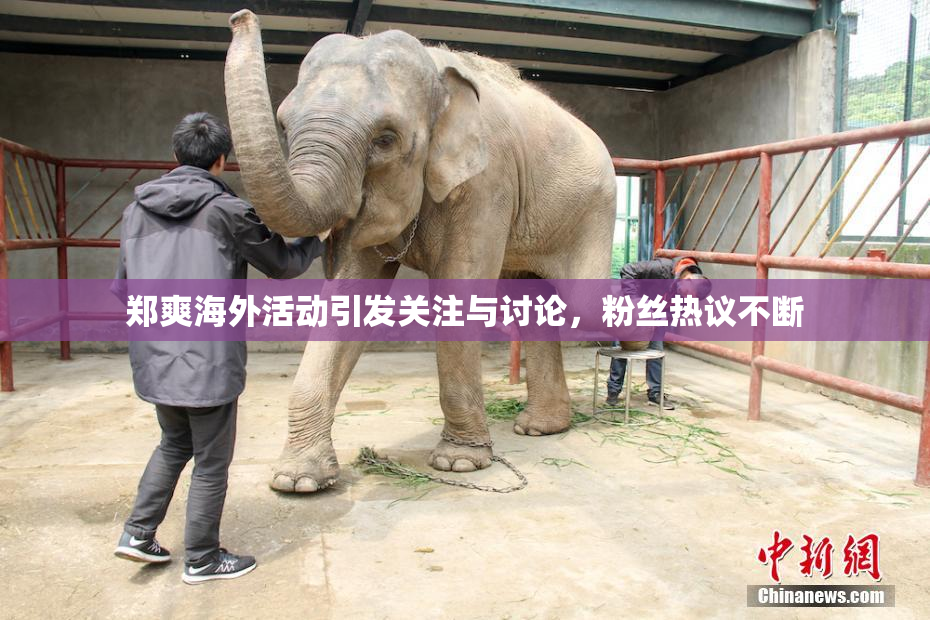 郑爽海外活动引发关注与讨论，粉丝热议不断