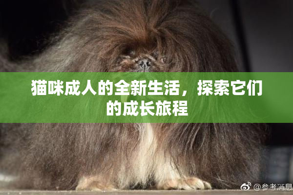 猫咪成人的全新生活，探索它们的成长旅程