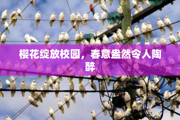 樱花绽放校园，春意盎然令人陶醉