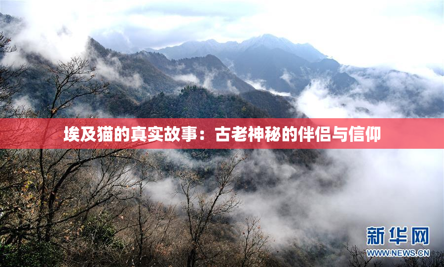 埃及猫的真实故事：古老神秘的伴侣与信仰