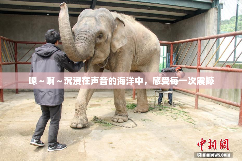 嗯～啊～沉浸在声音的海洋中，感受每一次震撼