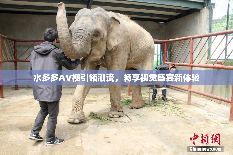 水多多AV视引领潮流，畅享视觉盛宴新体验