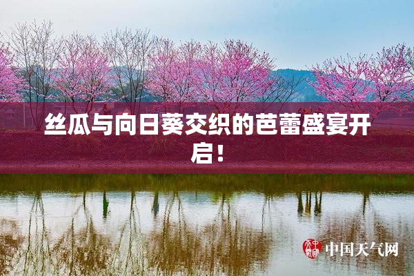 丝瓜与向日葵交织的芭蕾盛宴开启！