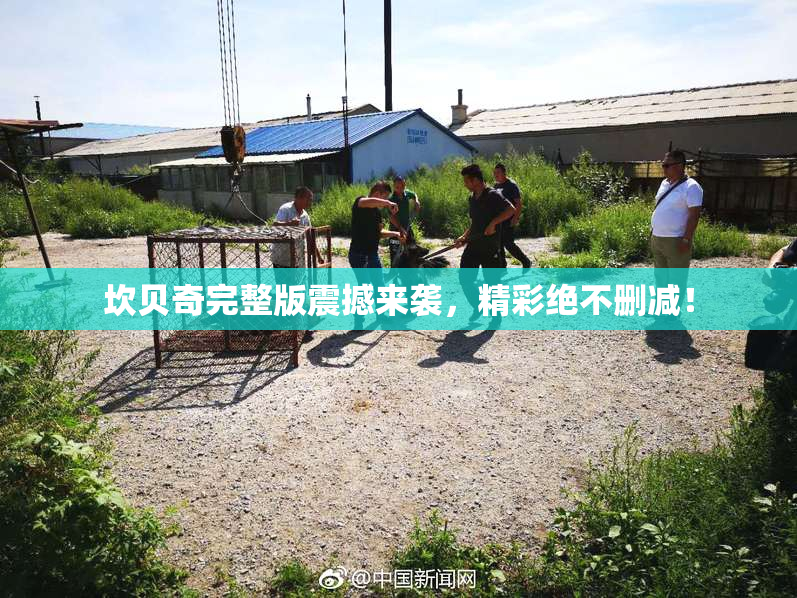 坎贝奇完整版震撼来袭，精彩绝不删减！