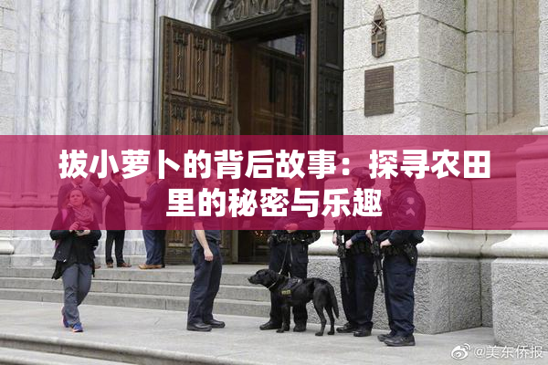 拔小萝卜的背后故事：探寻农田里的秘密与乐趣
