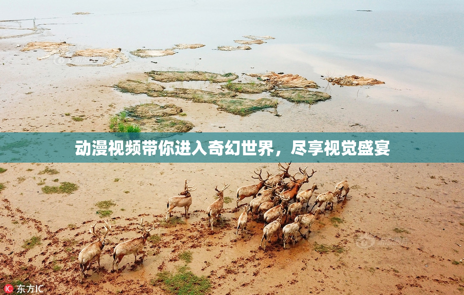动漫视频带你进入奇幻世界，尽享视觉盛宴