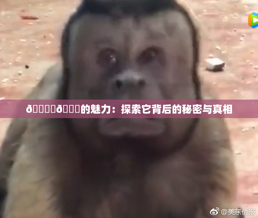 🔞‌🍌的魅力：探索它背后的秘密与真相