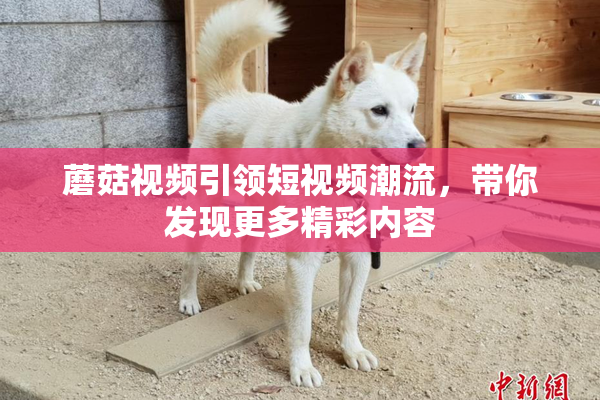 蘑菇视频引领短视频潮流，带你发现更多精彩内容