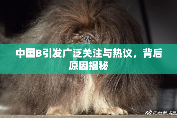 中国B引发广泛关注与热议，背后原因揭秘