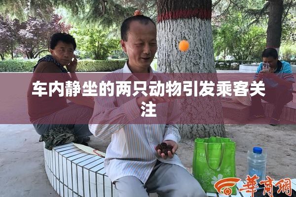 车内静坐的两只动物引发乘客关注