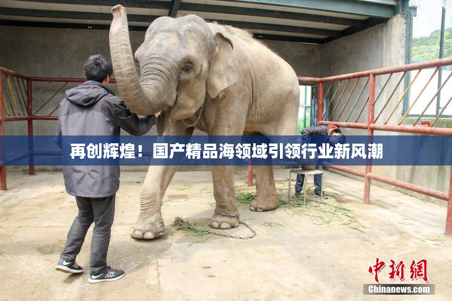 再创辉煌！国产精品海领域引领行业新风潮