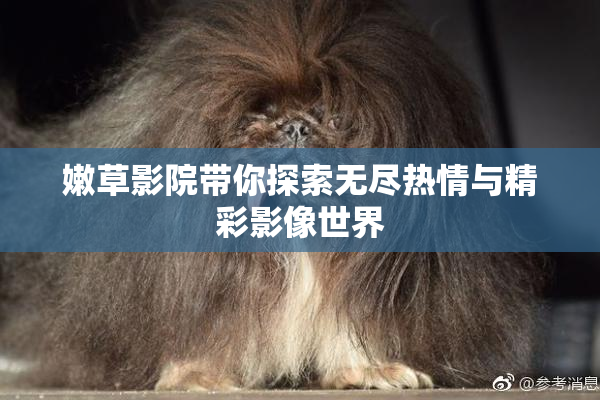 嫩草影院带你探索无尽热情与精彩影像世界