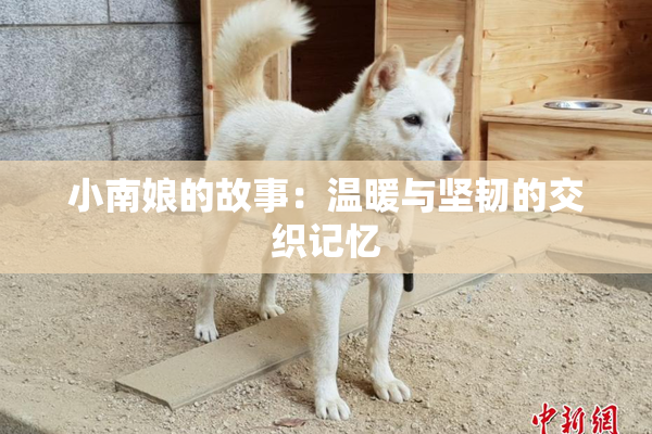 小南娘的故事：温暖与坚韧的交织记忆