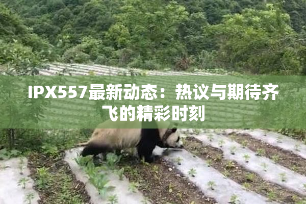 IPX557最新动态：热议与期待齐飞的精彩时刻