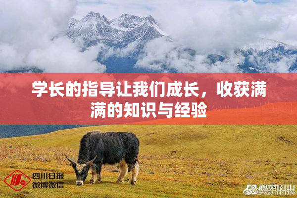 学长的指导让我们成长，收获满满的知识与经验