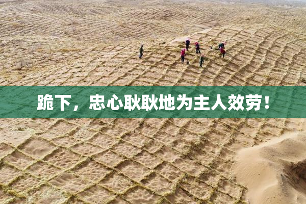 跪下，忠心耿耿地为主人效劳！