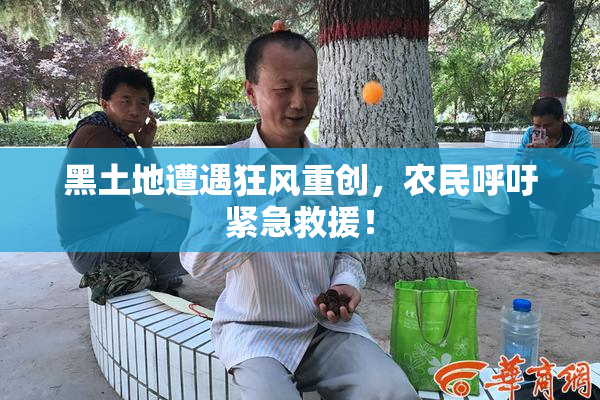 黑土地遭遇狂风重创，农民呼吁紧急救援！