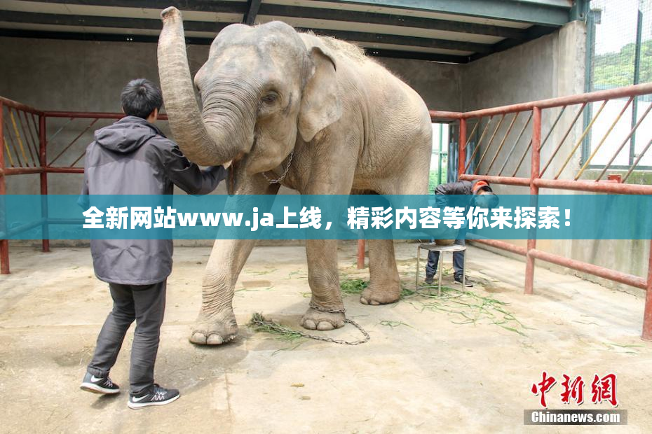 全新网站www.ja上线，精彩内容等你来探索！