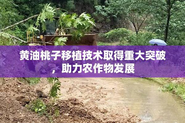 黄油桃子移植技术取得重大突破，助力农作物发展