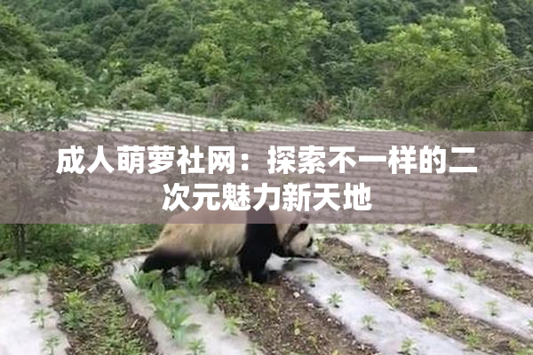 成人萌萝社网：探索不一样的二次元魅力新天地