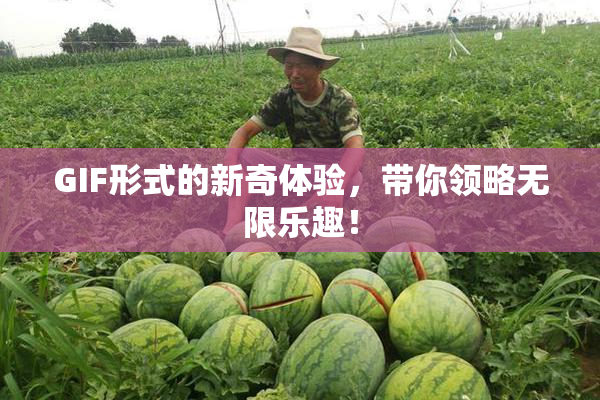 GIF形式的新奇体验，带你领略无限乐趣！