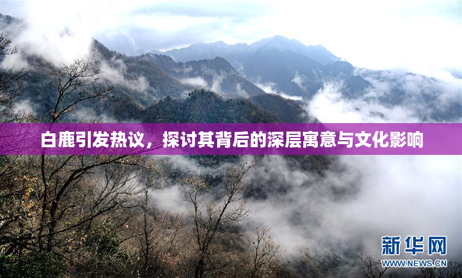 白鹿引发热议，探讨其背后的深层寓意与文化影响