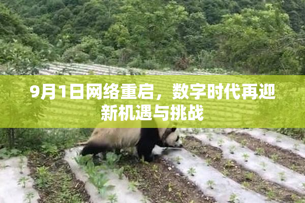 9月1日网络重启，数字时代再迎新机遇与挑战