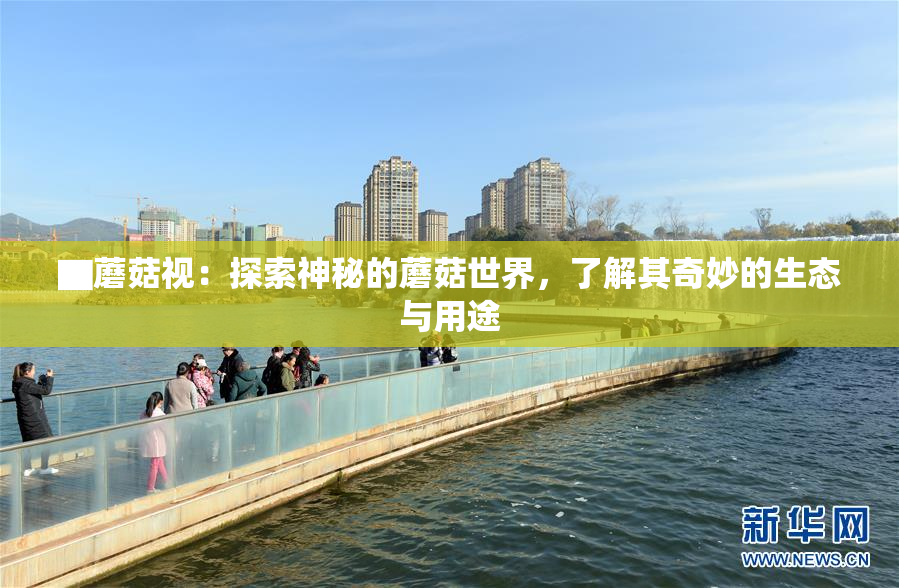 ▇蘑菇视：探索神秘的蘑菇世界，了解其奇妙的生态与用途