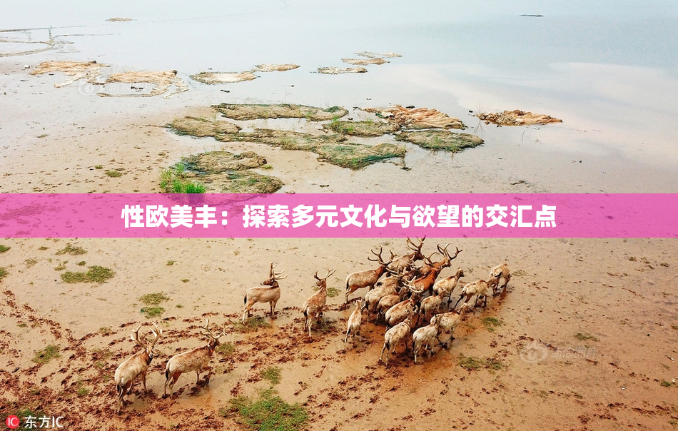 性欧美丰：探索多元文化与欲望的交汇点