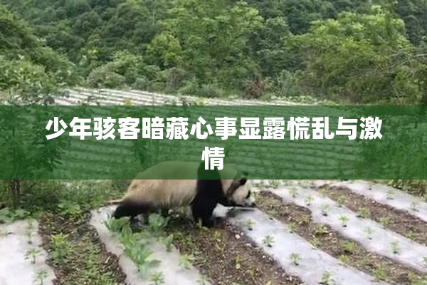 少年骇客暗藏心事显露慌乱与激情