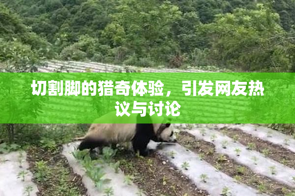 切割脚的猎奇体验，引发网友热议与讨论