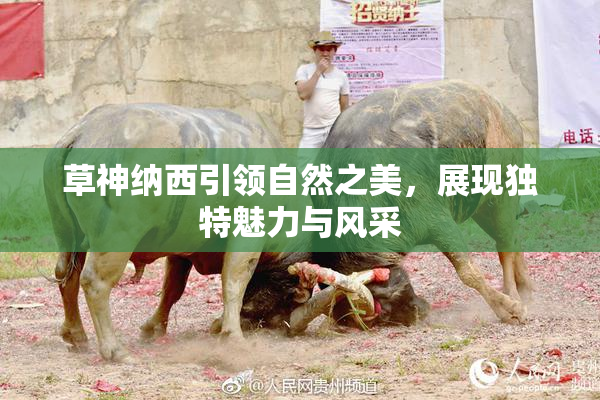 草神纳西引领自然之美，展现独特魅力与风采