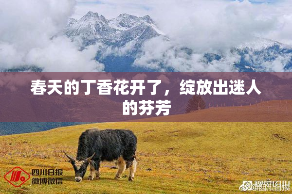 春天的丁香花开了，绽放出迷人的芬芳