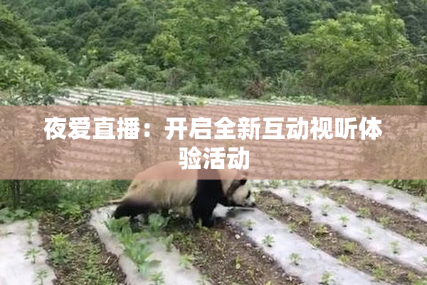 夜爱直播：开启全新互动视听体验活动