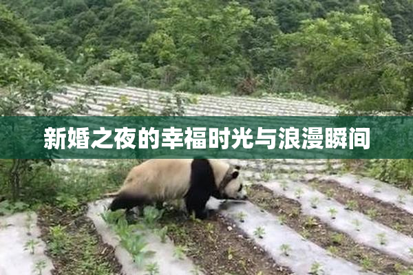 新婚之夜的幸福时光与浪漫瞬间