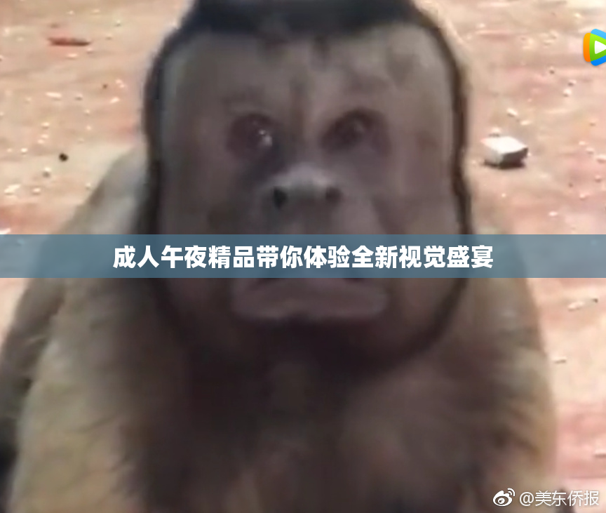 成人午夜精品带你体验全新视觉盛宴