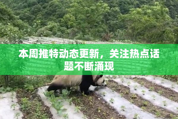 本周推特动态更新，关注热点话题不断涌现