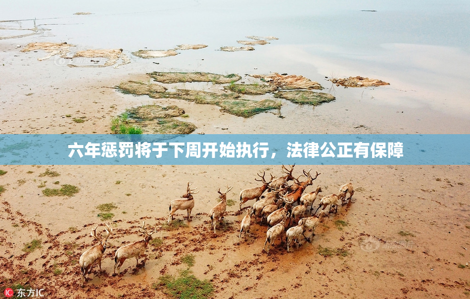 六年惩罚将于下周开始执行，法律公正有保障