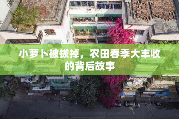 小萝卜被拔掉，农田春季大丰收的背后故事