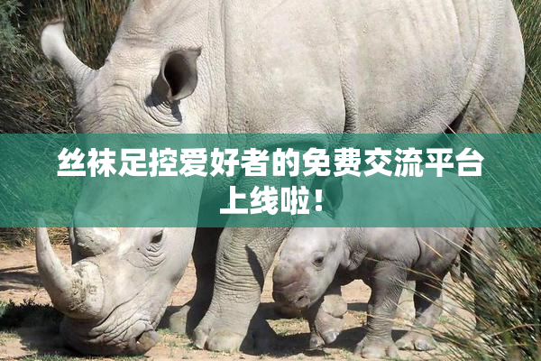 丝袜足控爱好者的免费交流平台上线啦！