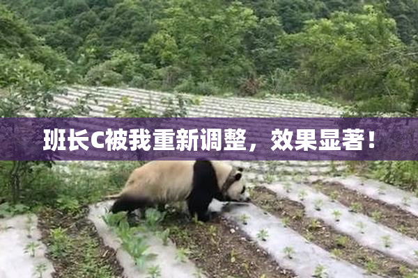 班长C被我重新调整，效果显著！