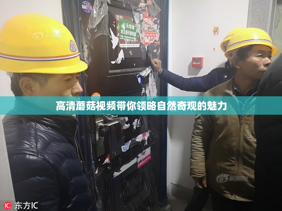 高清蘑菇视频带你领略自然奇观的魅力