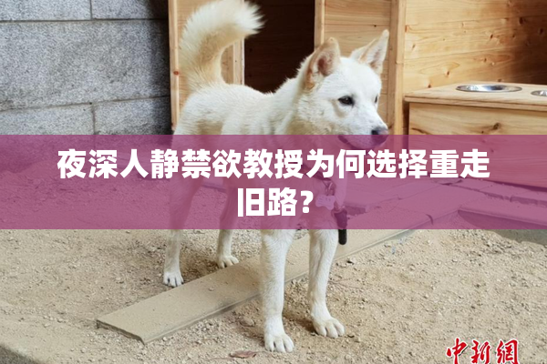 夜深人静禁欲教授为何选择重走旧路？