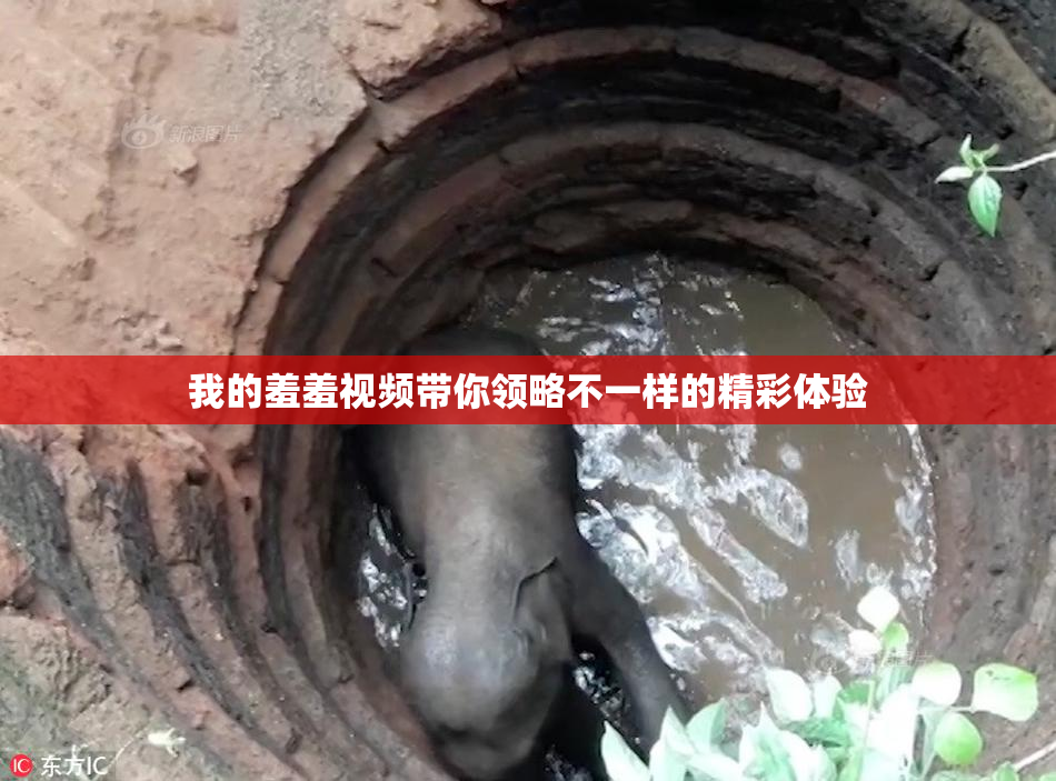 我的羞羞视频带你领略不一样的精彩体验