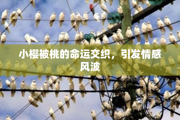 小樱被桃的命运交织，引发情感风波