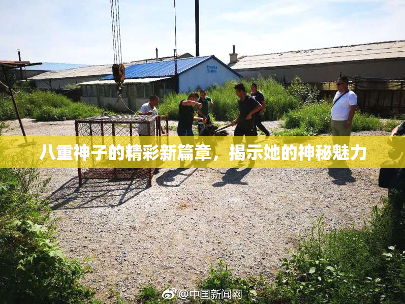 八重神子的精彩新篇章，揭示她的神秘魅力