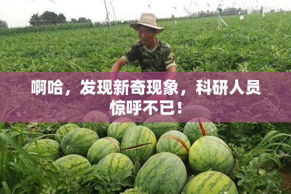 啊哈，发现新奇现象，科研人员惊呼不已！