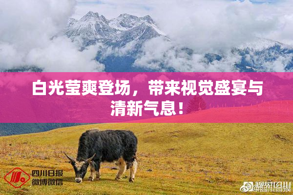 白光莹爽登场，带来视觉盛宴与清新气息！